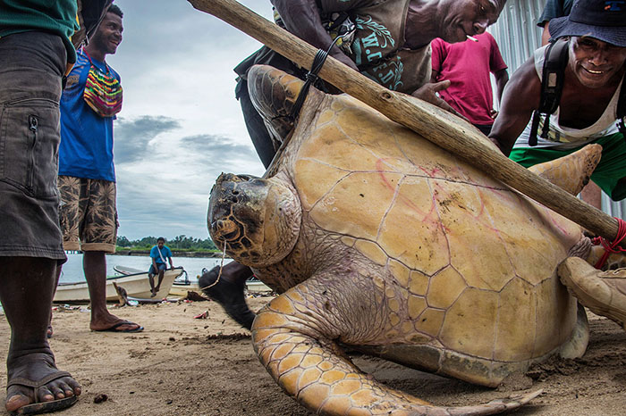 10th International Color Awards - Finalist - Photojournalism & Wildlife - 'Turtle Manus Island' by Brian Cassey