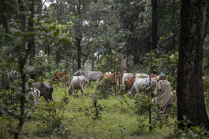 Gond tribal people of India battle coal mining giant Adani to save their forest home. Words and Image © by Brian Cassey